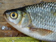 common rudd Scardinius erythrophthalmus is a bentho-pelagic freshwater fish, widely spread in Europe and middle Asia freshwater cyprinid species fish yellow eye and red fins