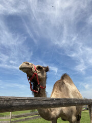 Poster - Vertical shot of a camel in a park