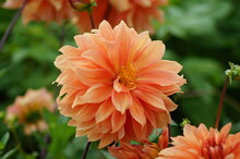 Orange Dahlia Blossom In The Garden