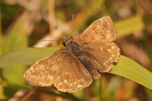 Closeup Of The Small Brown Dingy Skipper Butterfly, Erynnis Tages