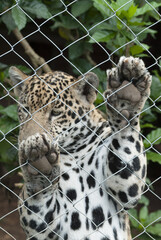 Poster - Close-up view of a Jaguar, Panthera onca in Guatemala