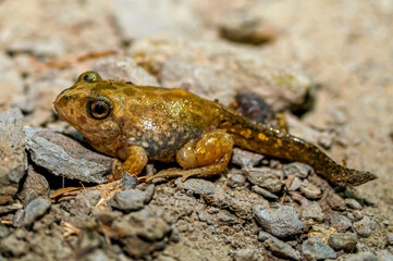 Wall Mural - Cute baby toad with tai, spring starting.  Iberian spadefoot toad, Pelobates cultripes