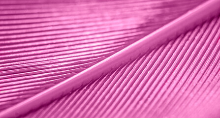 Pink textured feather background in macro