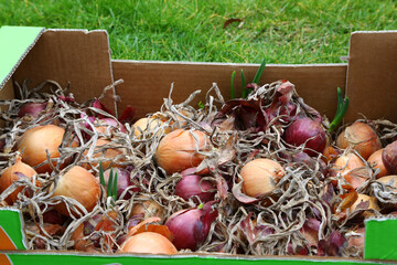 Canvas Print - Closeup of the heap of onions in a box.