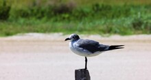 Seagull Perching On A Post On Assateague Island