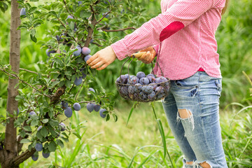 Wall Mural - Smiling woman with basket of apricots in the garden