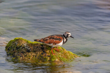 Poster - Ruddy Turnstone (Arenaria interpres) feeding on algae on a rock by the sea