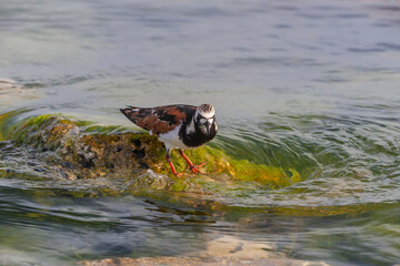 Poster - Ruddy Turnstone (Arenaria interpres) feeding on algae on a rock by the sea