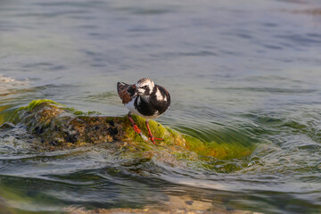 Poster - Ruddy Turnstone (Arenaria interpres) feeding on algae on a rock by the sea