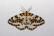 Magpie Moth (Abraxas grossulariata) black, white and yellow moth, isolated on a clean background.