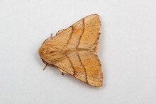 Lackey (Malacosoma Neustria) Moth On Clean Background, Facing Left