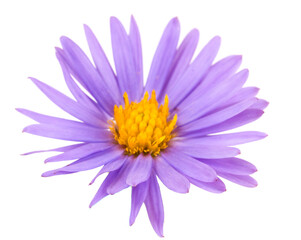 Purple flower on white background