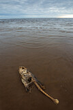 Fototapeta Niebo - Remains of dead fish on the beach