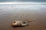 Fototapeta Niebo - Remains of dead fish on the beach