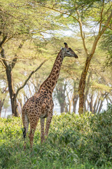 Wall Mural - Giraffe in front Amboseli national park Kenya masai mara.(Giraffa reticulata) sunset.