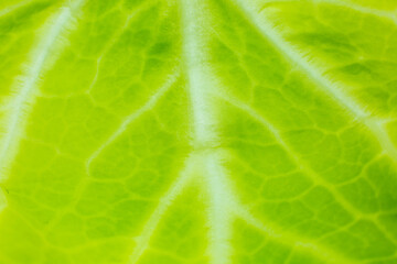 Green leaf close up. Fresh leaves texture background. Natural eco wallpaper. Vegetarian food. Vegetable and vitamins products. Macro photo.