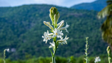 White Tuberose (sampangi) Flower In Nature Background