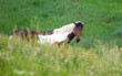 © schankz - Portrait of a red horse in the pasture.