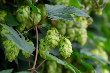 Humulus lupulus, the common hop or hops close up shot. Green fresh hop cones for making beer and bread close up, agricultural background.