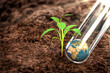 Save Planet - Erde im Reagenzglas mit junger Pflanze auf Waldboden