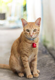 Fototapeta Koty - An orange cat wears a collar and hangs a red bell, sitting and looking at the camera.