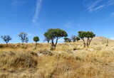 Fototapeta Sawanna - Arbres sur le plateau. Altiplano de Granada. Andalousie. Espagne.