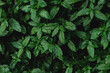Fresh garden mint leaves