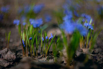 First fresh spring flowers. Beautiful blue flower. Scylla on the background of nature shot in close-up with natural bokeh