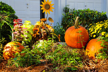 Three Halloween Pumpkins In The Garden Surrounded By Lush Green Plants With A Yellow Sunflower In Front Of A Home