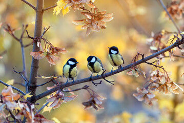 Wall Mural - three bright tit birds are sitting in an autumn park among golden maple leaves and seeds on a sunny day