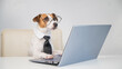 Dog jack russell terrier in glasses and a tie sits at a desk and works at a computer on a white background. Humorous depiction of a boss pet.
