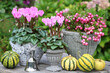 florale Herbst-Dekoration mit pink Alpenveilchen und Torfmyrte in vintage Vasen
