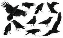 Set Of Black Birds Crows Corvus Corax In Different Poses Stand, Croak And Fly. Wild Birds Of Nature And Cities. Realistic Vector Animal