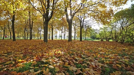 Poster - Video with autumn park. Sun shining through golden maple trees