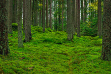 Beautiful Pine And Fir Forest With Green Moss On The Forest Floor