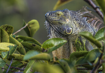 Sticker - Great close up shot of a beautiful iguana