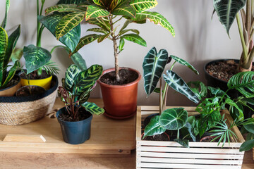 Various green plants in pots next to wall. Indoor garden, house plants. Minimalistic scandinavian interior. Alocasia, ficus, palm, croton, monstera, arrowroot, calathea in baskets, boxes. 