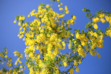 Yellow Acacia Flowers Tree Blue Sky