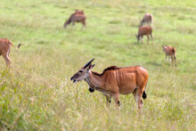 Female Eland Antelope Profile View