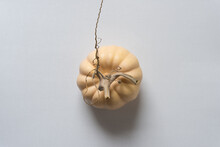 Decorative Gourd Viewed From Above 
