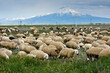 Flock of sheep grazing in front of Mount Hasan, Anatolia, Turkey