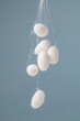 natural silk with silkworm cocoons on cyan background.