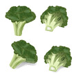 Set of green broccoli sprouts cabbage cauliflower cole fresh vegetable realistic vector