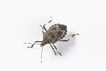 Wall Mural - macro the stinkbug isolated on white background