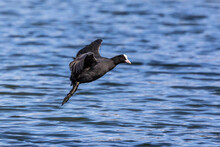 The Eurasian Coot, Fulica Atra Swimming On The Kleinhesseloher Lake At Munich, Germany