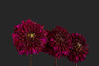 Front view macro of three red dahlia blooms in a row cut-out on black background