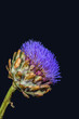 Fine art still life macro portrait of a vibrant blooming artichoke on dark blue background in vintage painting style