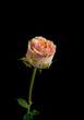 orange rose blossom portrait with green leaves and stem, fine art still life on black background, petals with detailed texture