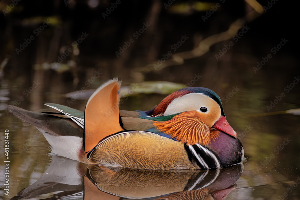 Beautiful Mandarin Duck swimming on water has reflection Stock Photo ...