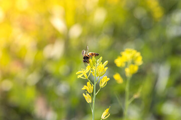 Wall Mural - Close-up of A bee collecting honey and natural wax from yellow mustard flowers in spring